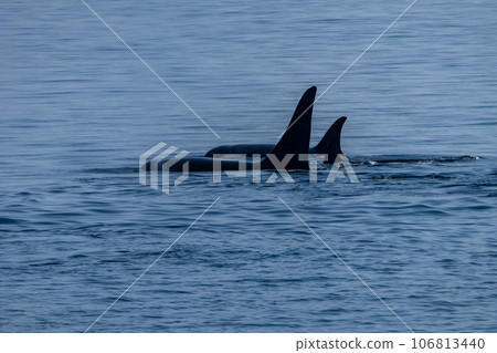 Rausu killer whale cruise 106813440