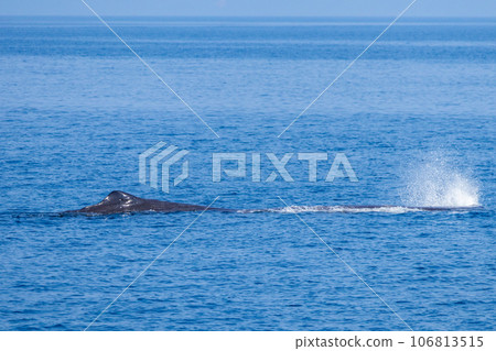 See sperm whales on whale watching tour See sperm whales on whale watching tour 106813515