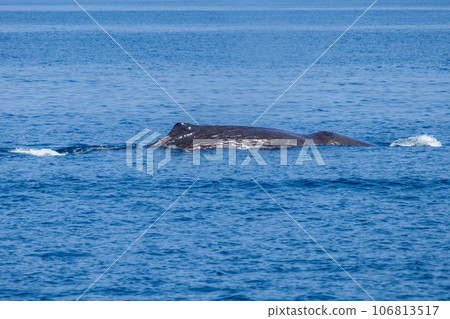 在觀鯨之旅中觀賞抹香鯨 在觀鯨之旅中觀賞抹香鯨 106813517