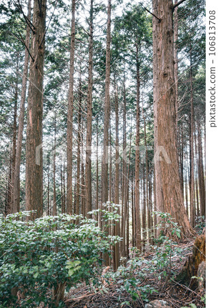 Hinoki no Mori 106813708