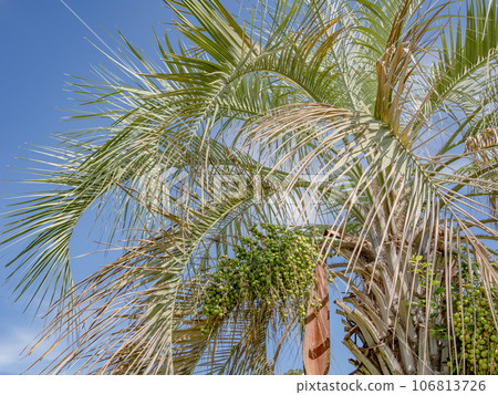 The fruit of the coconut palm (Yatayashi) is abundantly ripened. 106813726