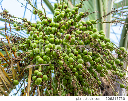 The fruit of the coconut palm (Yatayashi) is abundantly ripened. The fruit of the coconut palm (Yatayashi) is abundantly ripened. 106813730