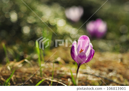 Springtime blooming crocus flowers 106813901