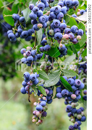 Blueberries wet with morning dew in Niki Town, Hokkaido [August] 106813902