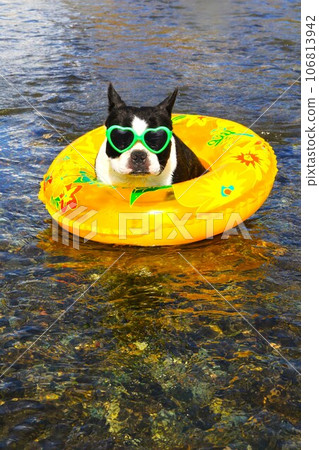 戴著墨鏡的波士頓梗犬看著宮古川的漂浮物♡威猛君 戴著墨鏡的波士頓梗犬看著宮古川的漂浮物♡威猛君 106813942