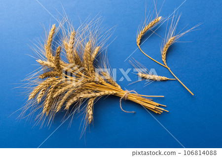 Sheaf of wheat ears close up and seeds on colored background. Natural cereal plant, harvest time concept. Top view, flat lay. world wheat crisis 106814088