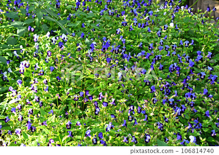 Torenia growing in clusters Torenia growing in clusters 106814740