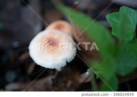 地上長著白色的蘑菇 地上長著白色的蘑菇 106814939