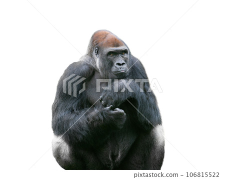 western lowland gorilla isolated on white background 106815522