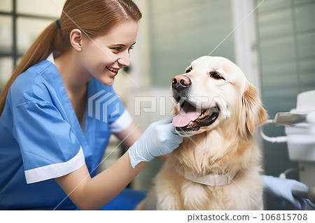 Female Caucasian veterinary doctor checks the health of a Labrador Retriever dog. Female Caucasian veterinary doctor checks the health of a Labrador Retriever dog. 106815708