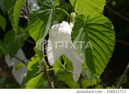 Handkerchief Handkerchief 106815717