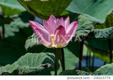 荷花 106815779