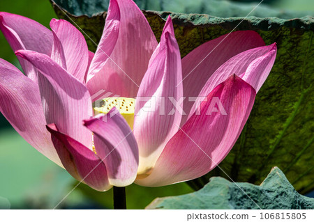Lotus Lotus 106815805