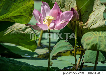 荷花 106815815