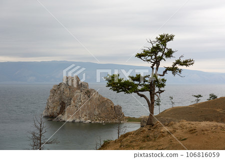 Lonely Larch on Lake Baikal Background Lonely Larch on Lake Baikal Background 106816059