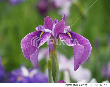 Hana shawab 106816144