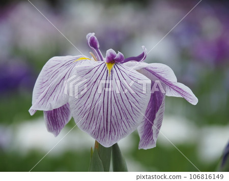 Hana shawab Hana shawab 106816149