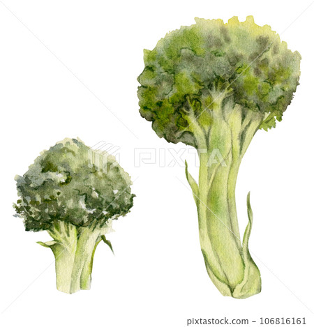 Hand drawn watercolor broccoli green vegetable for diet and healthy lifestyle, vegan cooking. Illustration single object isolated on white background. Design for poster, print, website, card, menu 106816161