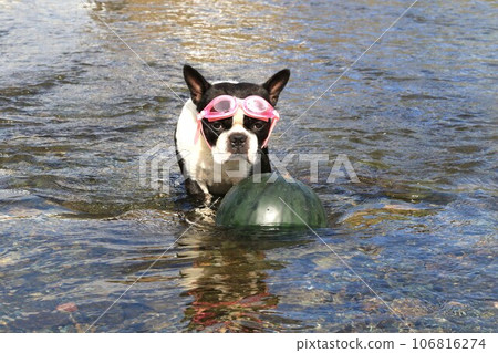 My dog Mighty looks cutely at a watermelon chilled in the river ♡ 106816274