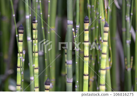 Toxa發芽 Toxa發芽 106816275