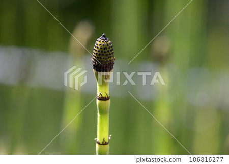 Toxa發芽 Toxa發芽 106816277