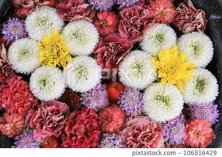 Flowers 106816429