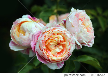 Roses of Kanayama general park Roses of Kanayama general park 106816564