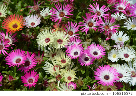 Livingstone daisy flower pattern Livingstone daisy flower pattern 106816572