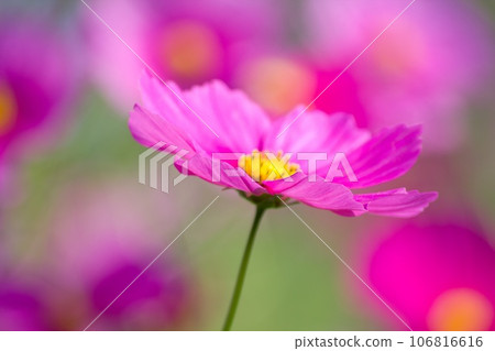 Close-up of cosmos Omitama City Kibogaoka Park Close-up of cosmos Omitama City Kibogaoka Park 106816616