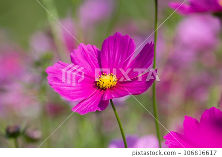 Close-up of cosmos Omitama City Kibogaoka Park Close-up of cosmos Omitama City Kibogaoka Park 106816617