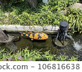 yellow fish floating in the stream 106816638