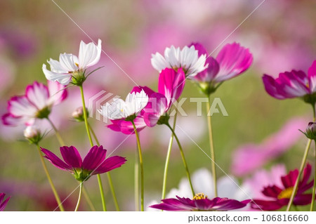 Cosmos field Mashiko Town Cosmos field Mashiko Town 106816660