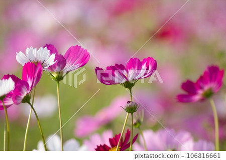 Cosmos field Mashiko Town 106816661