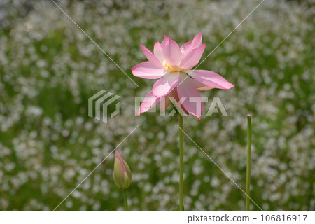 Lotus flower Lotus flower 106816917