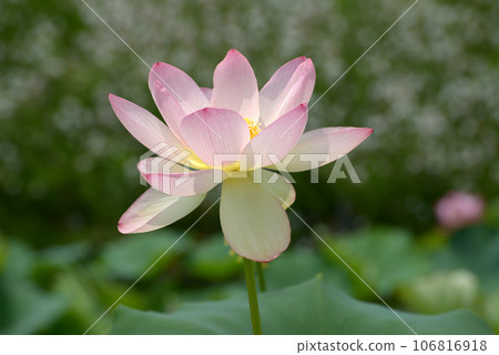 Lotus flower 106816918