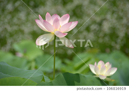 蓮花 蓮花 106816919