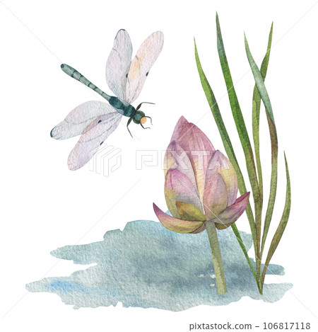 composition of green leaves with dry water lily, dragonfly and watercolor blue water spot. painted in watercolor on white background. for design of postcards, prints, invitations, labels 106817118