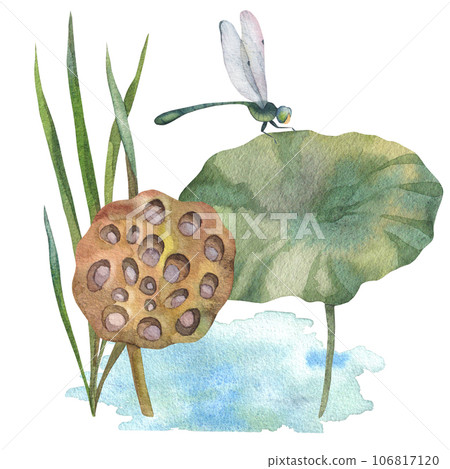 composition of green leaves with dry water lily, dragonfly and watercolor blue water spot. painted in watercolor on white background. for design of postcards, prints, invitations, labels composition of green leaves with dry water lily, dragonfly and watercolor blue water spot. painted in watercolor on white background. for design of postcards, prints, invitations, labels 106817120