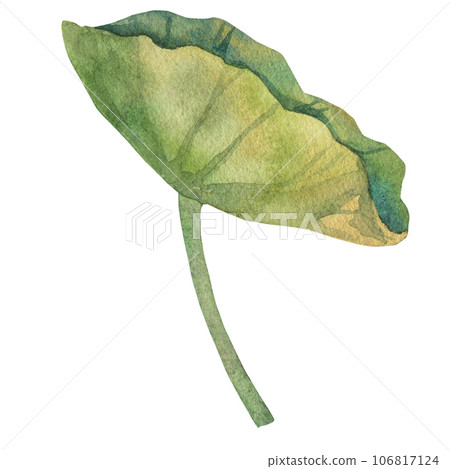 lotus leaf painted with watercolors isolated on white background. green round large leaf. for the design of postcards, logo, invitations, labels lotus leaf painted with watercolors isolated on white background. green round large leaf. for the design of postcards, logo, invitations, labels 106817124