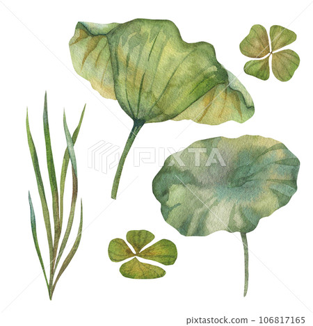 collection of watercolor green lotus leaves and grass. Botanical illustration painted in watercolor on a green background. object for your poster collection of watercolor green lotus leaves and grass. Botanical illustration painted in watercolor on a green background. object for your poster 106817165