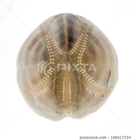 Sea urchin shell on a white background 106817354