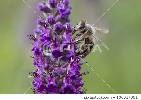 Carniolan Honey Bee Carniolan Honey Bee 106817361
