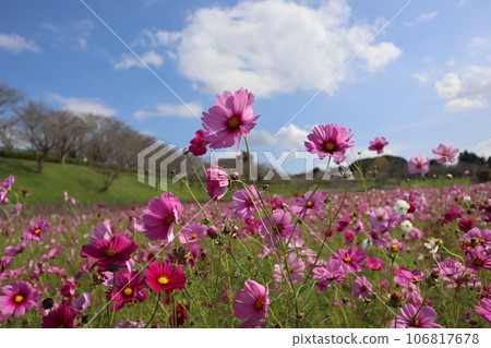 小美玉市希望之丘公園 藍天波斯菊場 小美玉市希望之丘公園 藍天波斯菊場 106817678