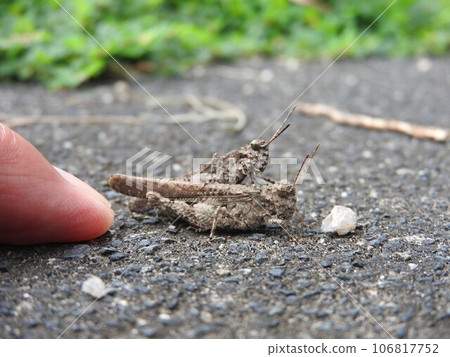 A pair of privet grasshoppers: A photo showing the size of their hands A pair of privet grasshoppers: A photo showing the size of their hands 106817752