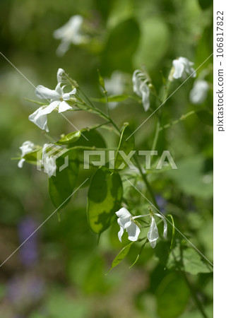 櫻草花 櫻草花 106817822