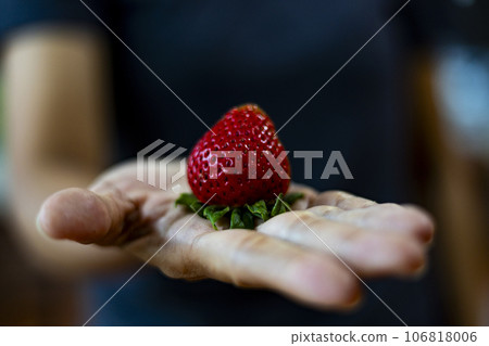 Strawberries In Hand , Backgrounds for advertisements and wallpapers in food and fruit scene. Actual images in decorating ideas. Strawberries In Hand , Backgrounds for advertisements and wallpapers in food and fruit scene. Actual images in decorating ideas. 106818006
