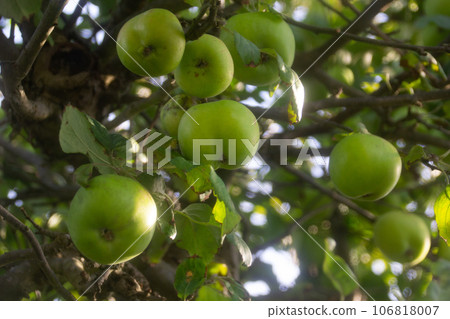 蘋果 蘋果 106818007