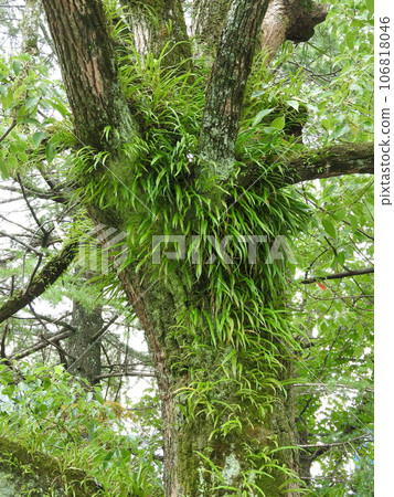 Lepisorus thunbergii on the bark of camphor tree: cluster 106818046