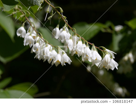 玉鈴花 玉鈴花 106818147