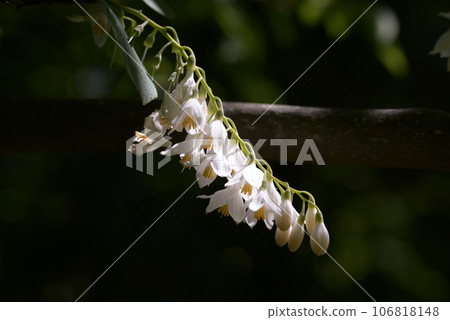 玉鈴花 玉鈴花 106818148